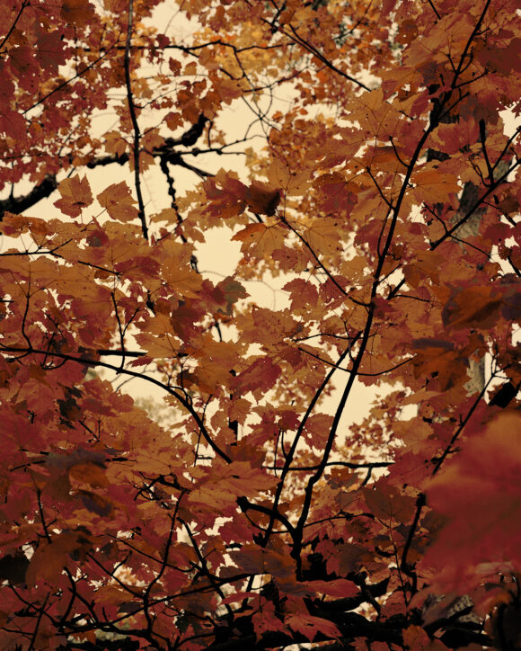 Fall Spectrum from "Strangerintwoworlds" by Brendan George Ko