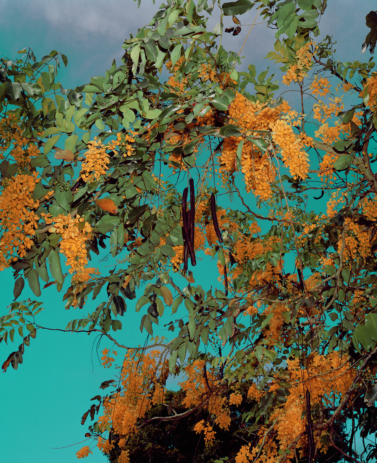 Goldtree from Strangerintwoworlds by Brendan George Ko