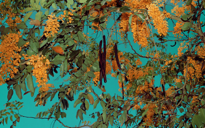 Goldtree from Strangerintwoworlds by Brendan George Ko