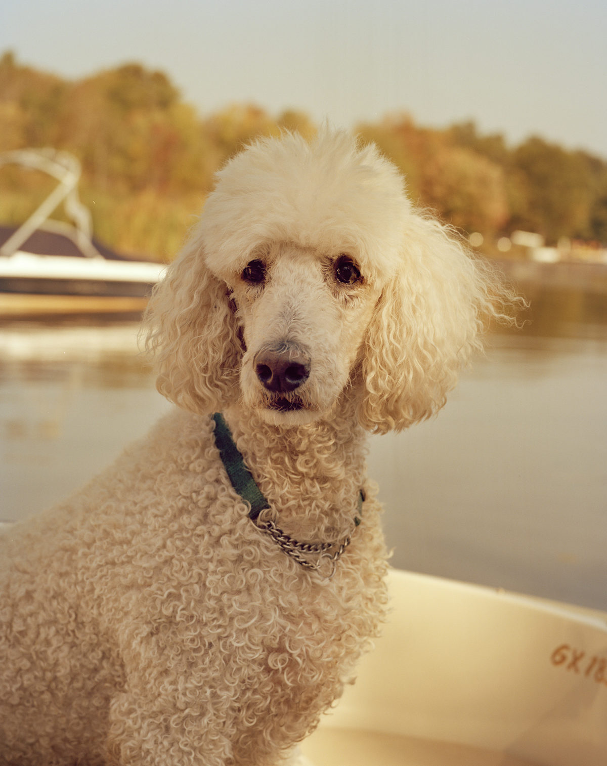 Harry on the Boat from Strangerintwoworlds by Brendan George Ko