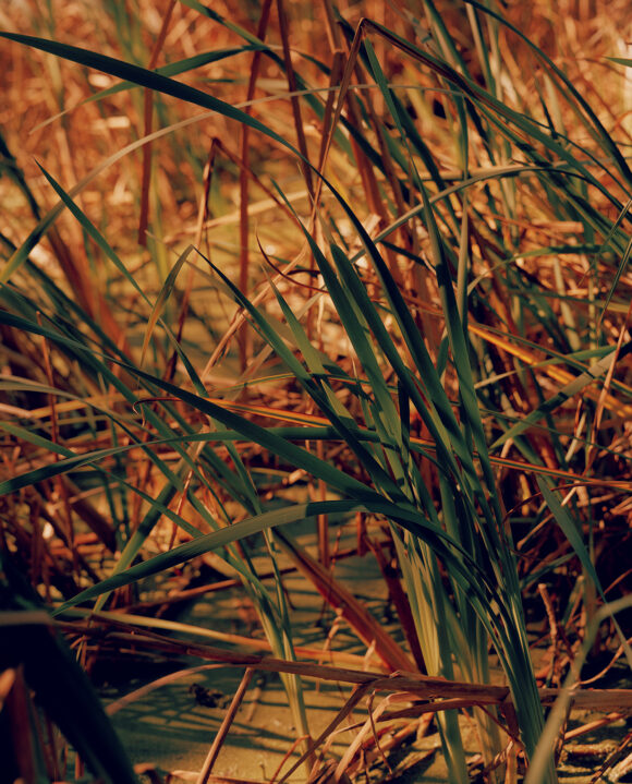 Shoots from "Strangerintwoworlds" by Brendan George Ko