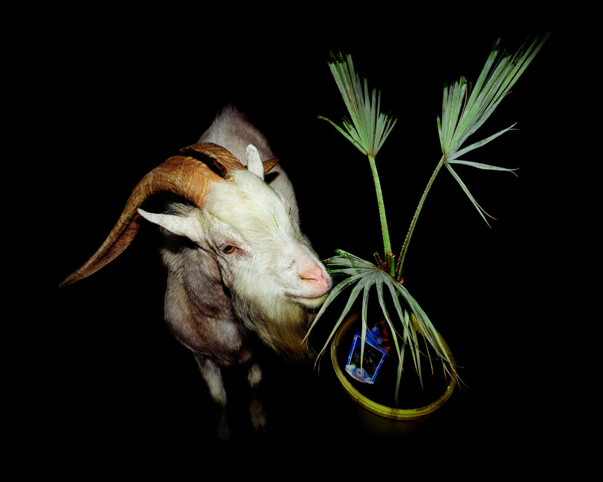 © Louis Matton