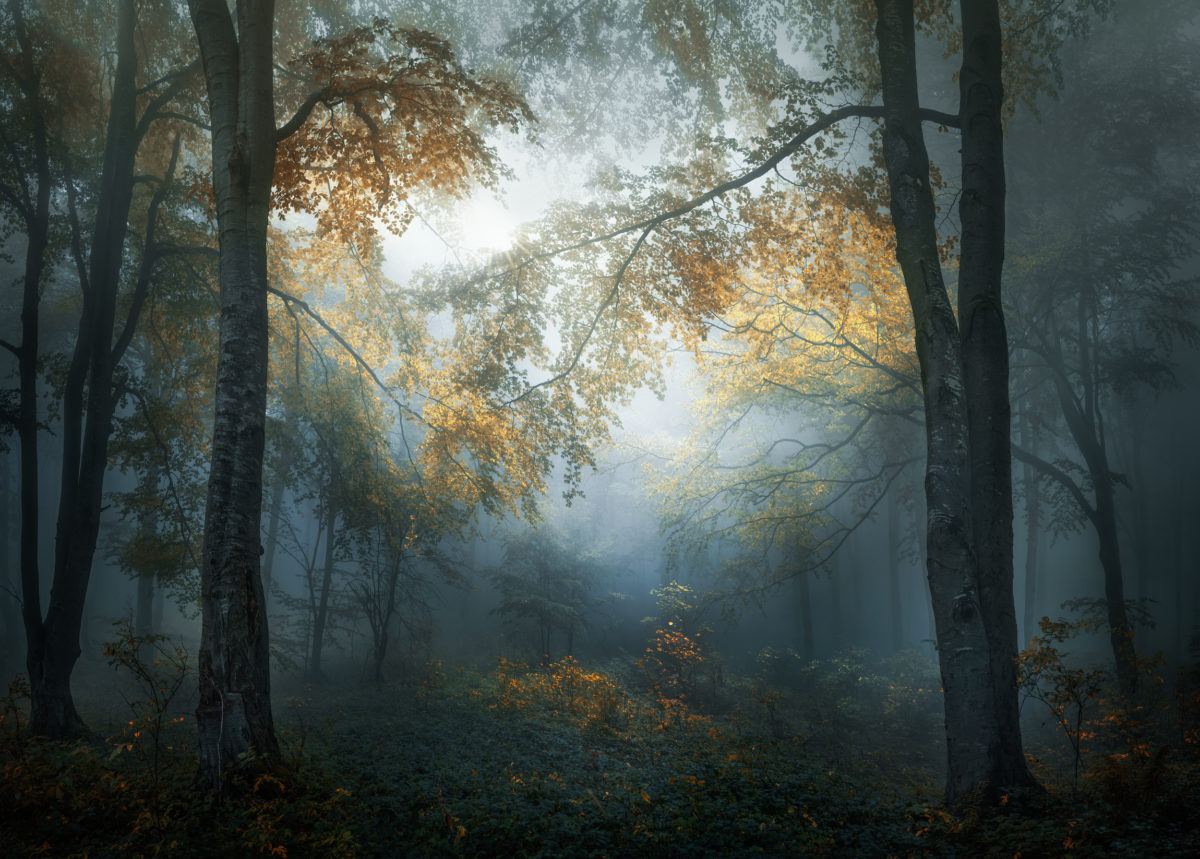© Veselin Atanasov