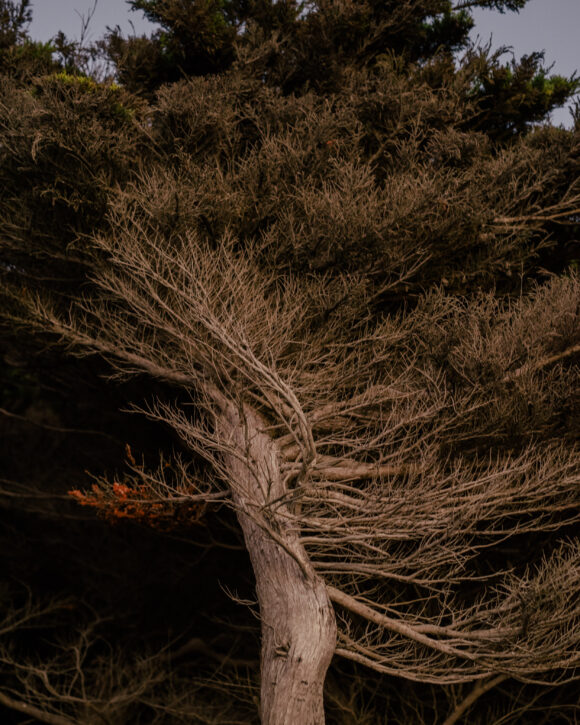 © Daniel Dorsa