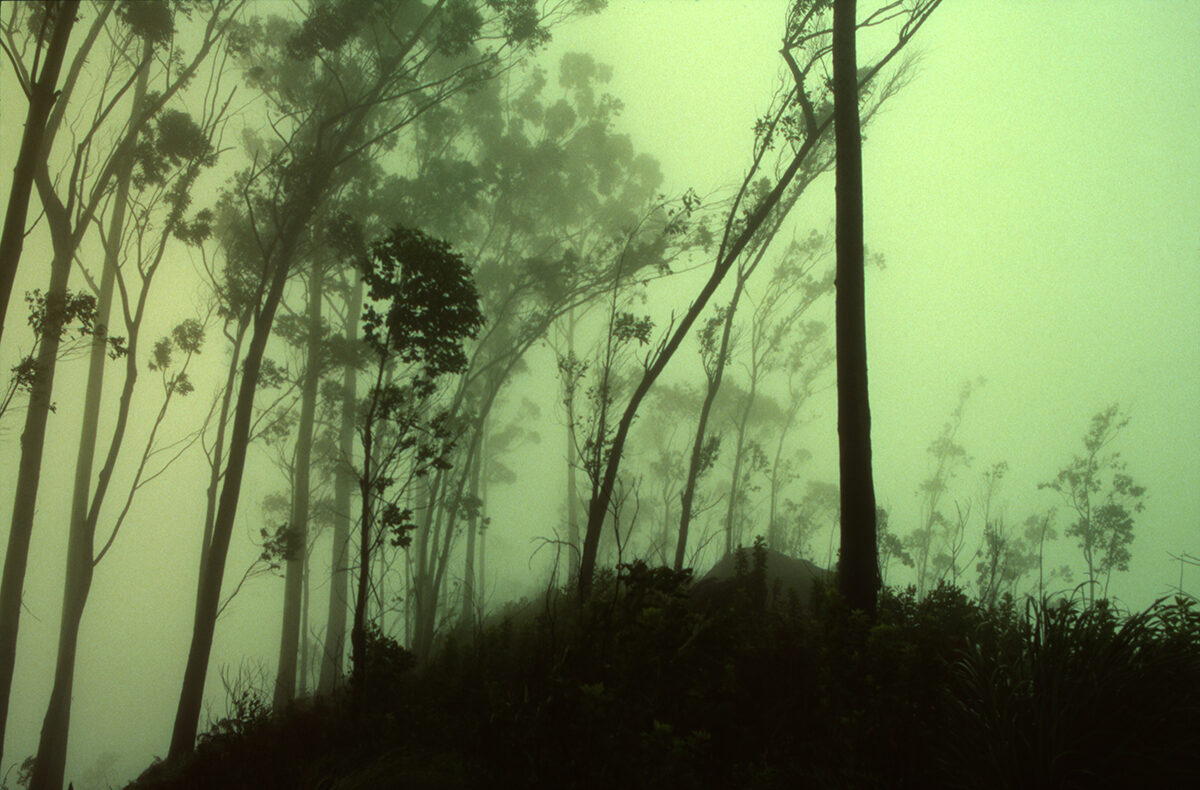 © Aurelia Foucher