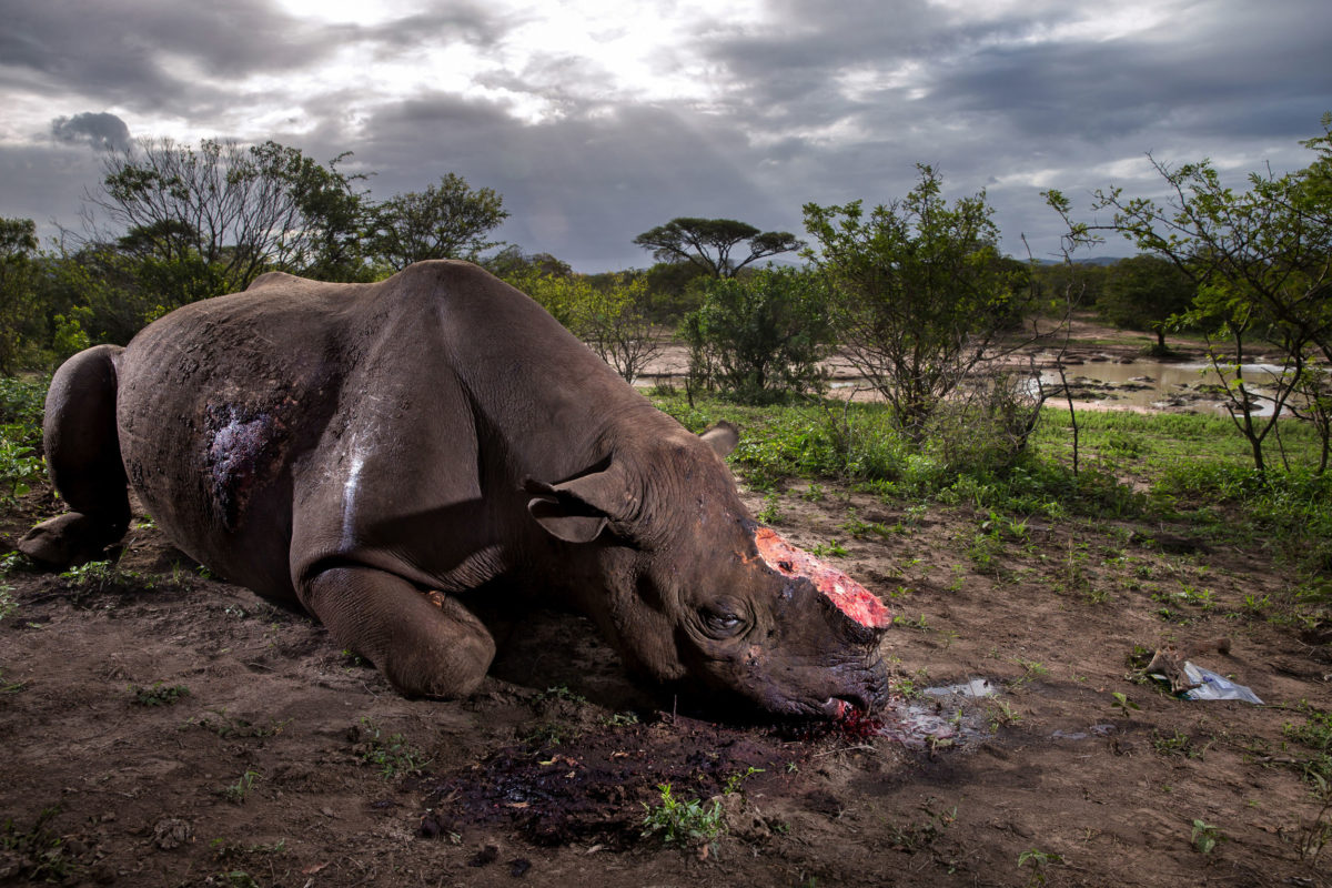 © Brent Stirton