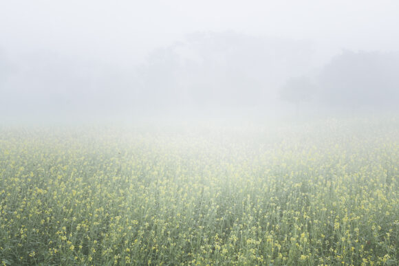 © Sarker Protick