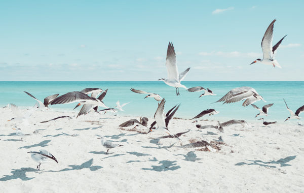 © David Behar