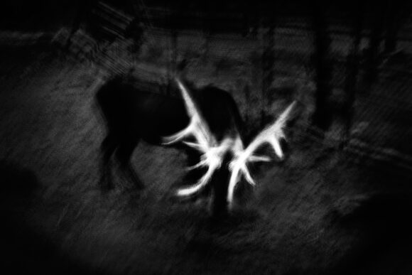 © Yorgos Yatromanolakis