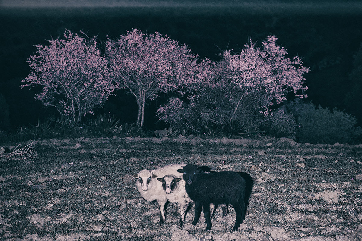 © Yorgos Yatromanolakis
