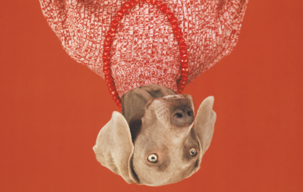 © William Wegman avec l’aimable autorisation de la foundation for the exhibition of photography design ABM Studio.
