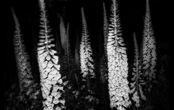 © Yusuf Sevincli