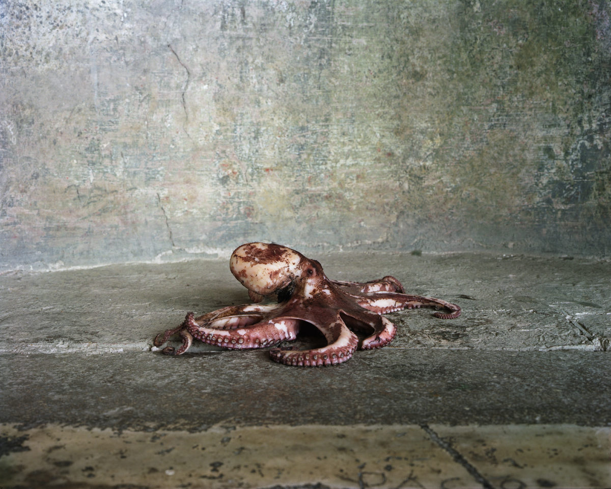 Le poulpe, série « Les Natures mortes », Rome, 2008 © Véronique Ellena