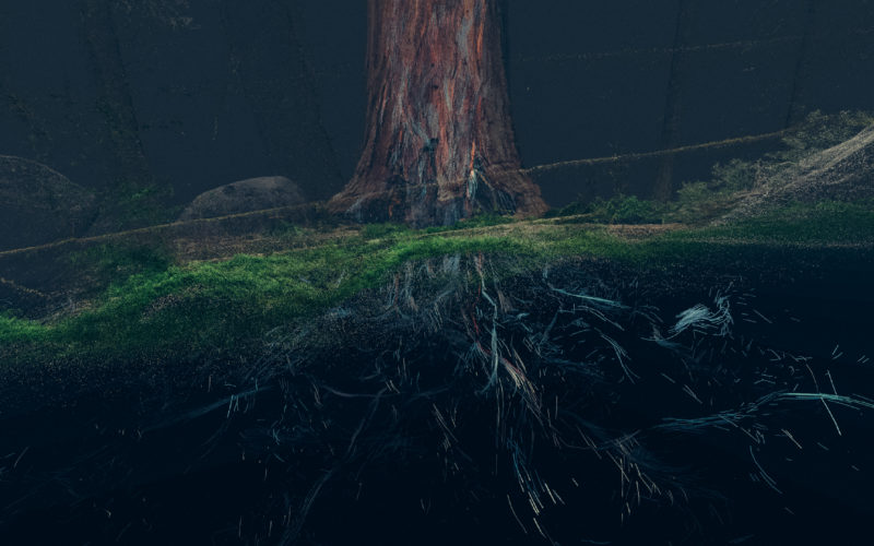 Treehugger_Wawona_06