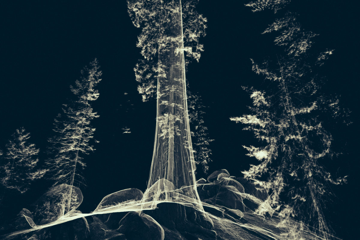 Treehugger_Wawona_21