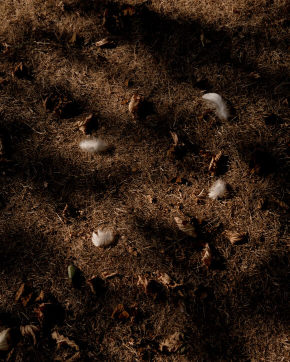 © Desiré van den Berg