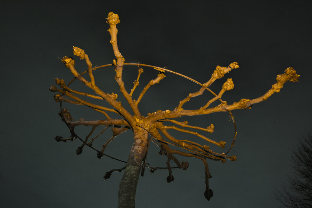 © Desiré van den Berg