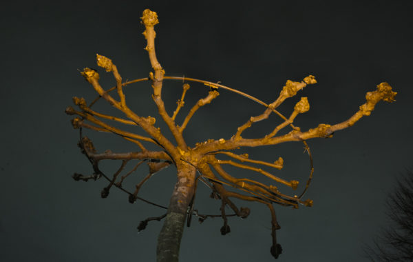 © Desiré van den Berg