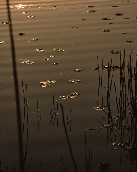 © Adam Whyte