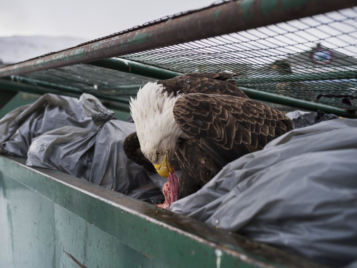 Dumpster Diver – © Corey Arnold