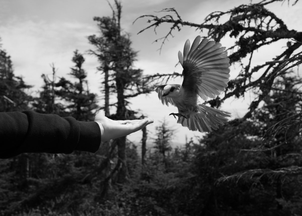 © Louis Perreault