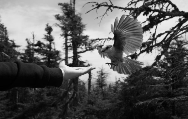 © Louis Perreault
