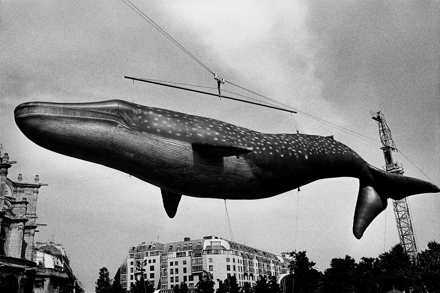 © Daido Moriyama / Courtesy of Akio Nagasawa Gallery