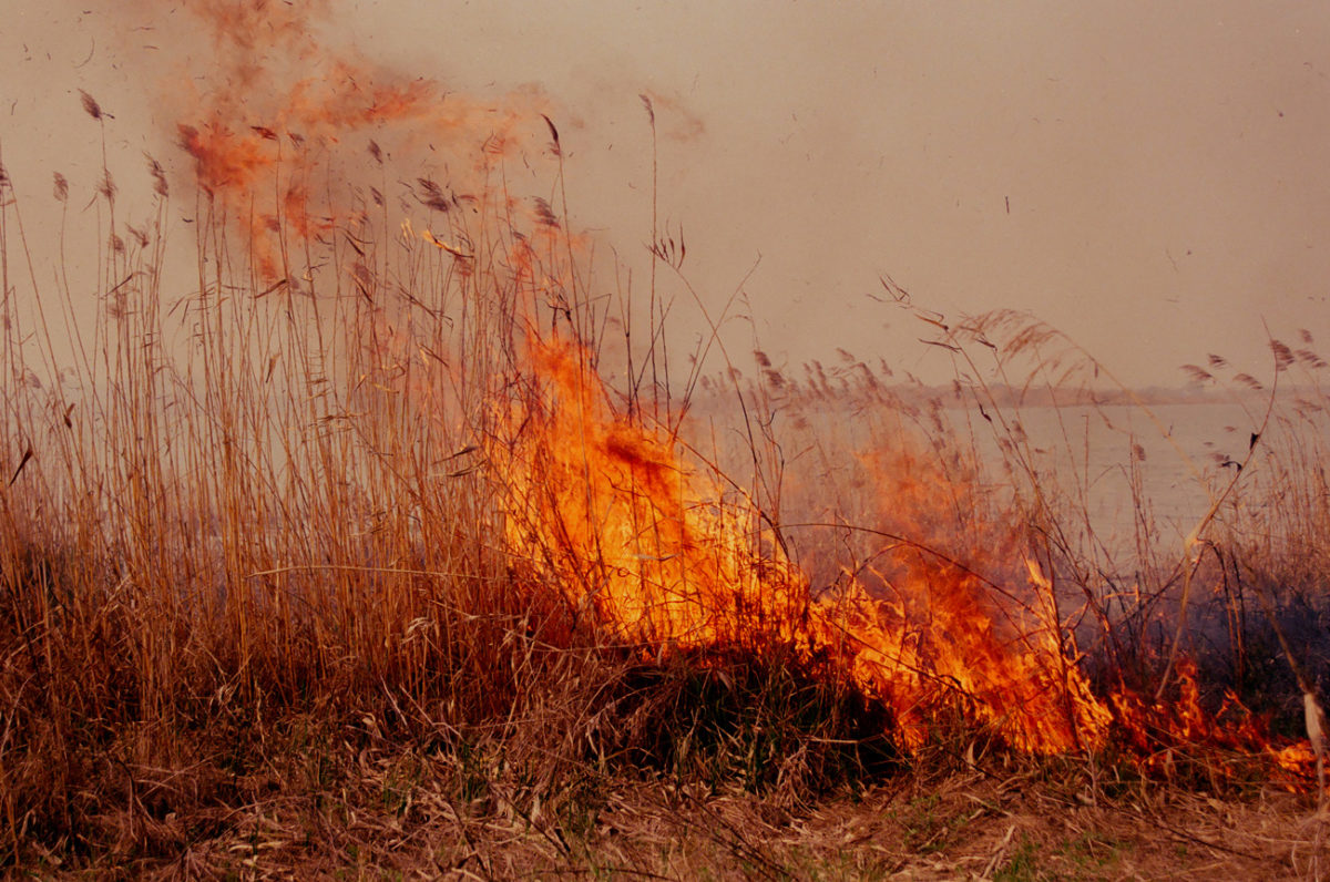 © Li Hui