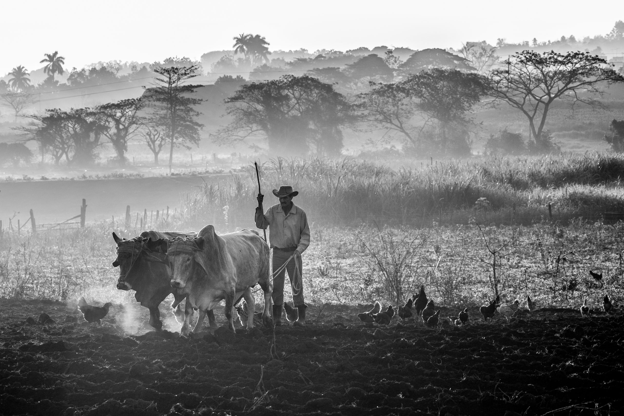 © Jean Paul Nomen