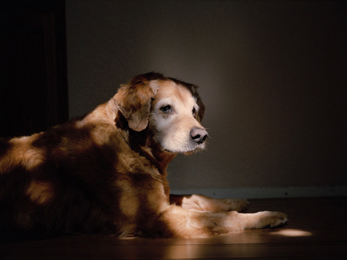 © Charlotte Dumas / Courtesy andriesse eyck galerie, Amsterdam
