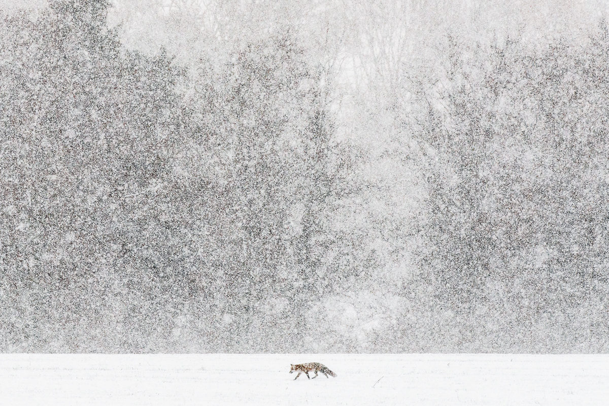 © Etienne Francey