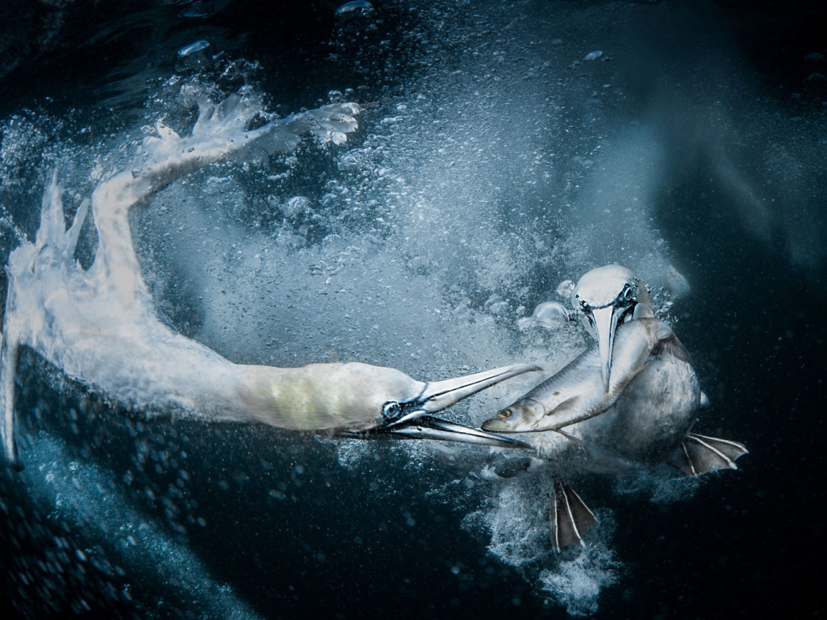 © Tracey Lund