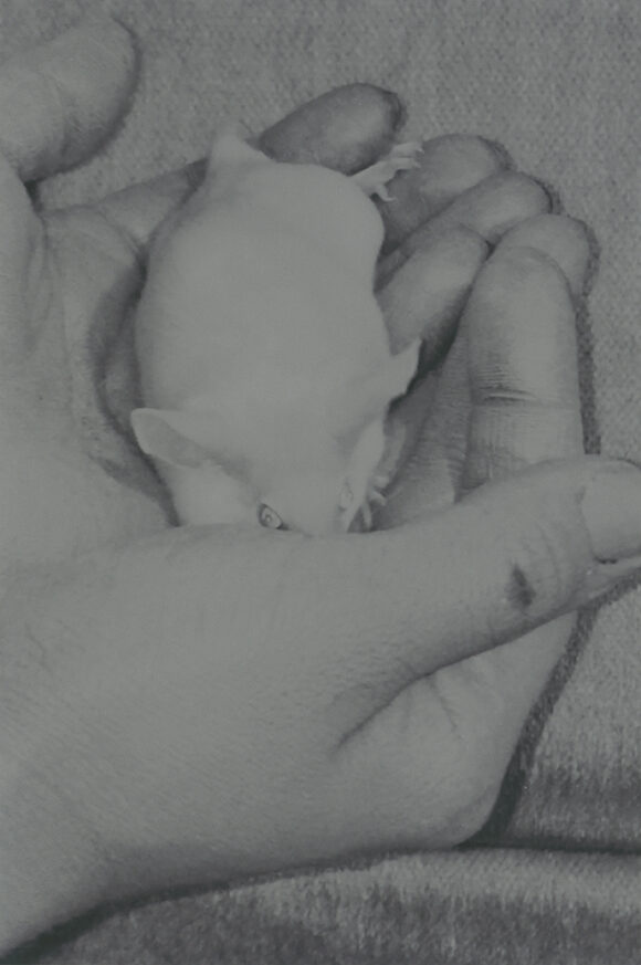 © Sofia Okkonen