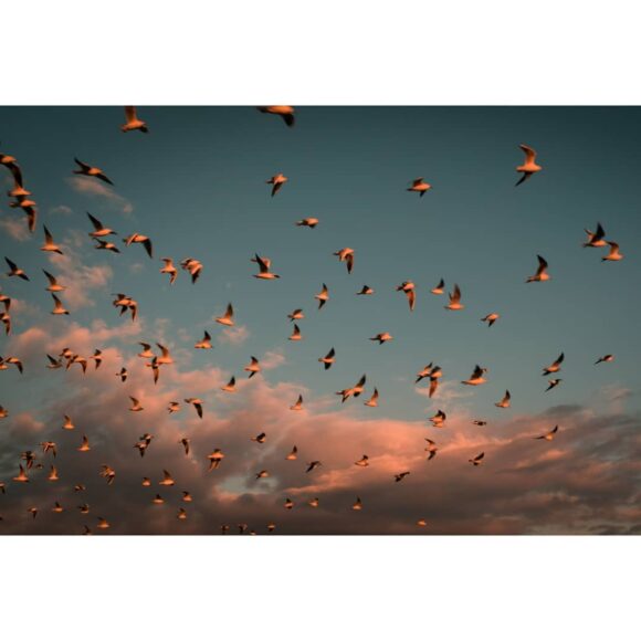 © Masoud Mirzaei / Instagram