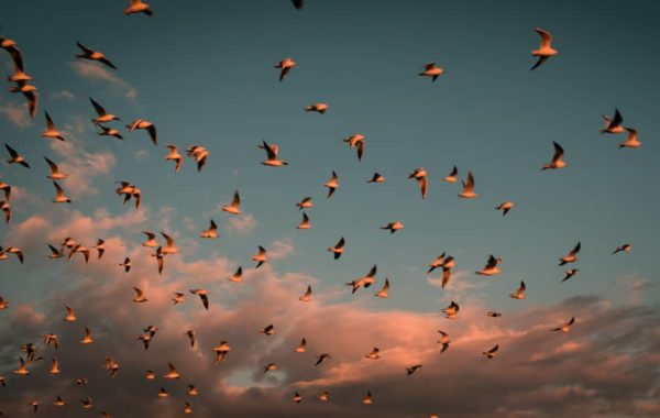 © Masoud Mirzaei / Instagram