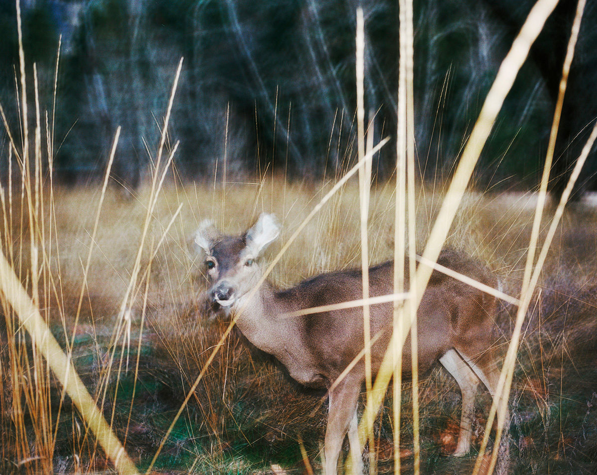 © Lisa Boostani