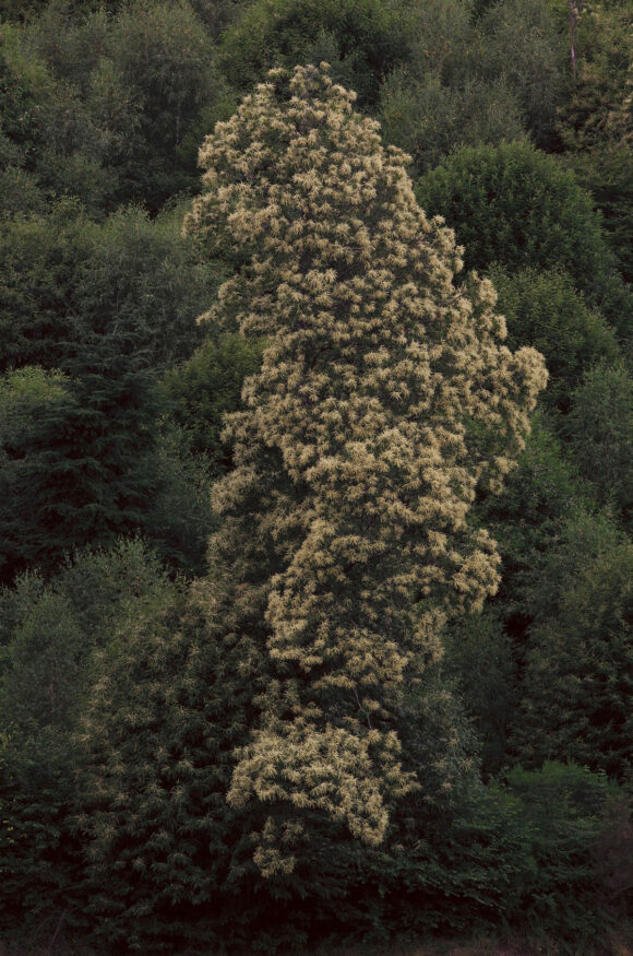 © Nolwenn Brod, Le châtaignier en fleur (Le Ritournelle)
