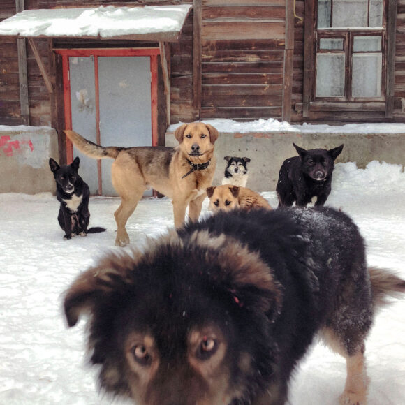 © Dmitri Markov