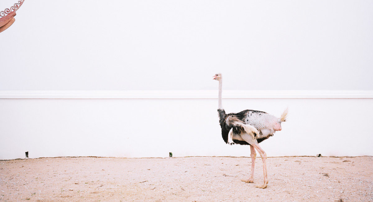 © Zhang Xiao
