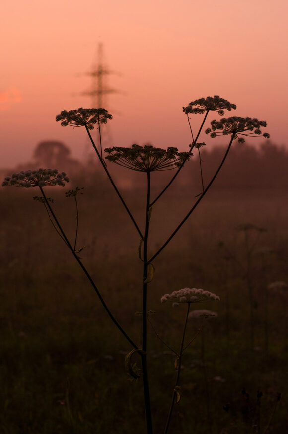 © Anastasia Fedkina
