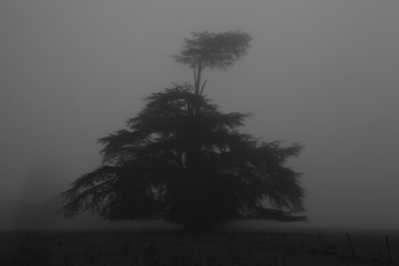 © Didier Barcelo
