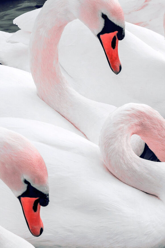 © Xuebing Du