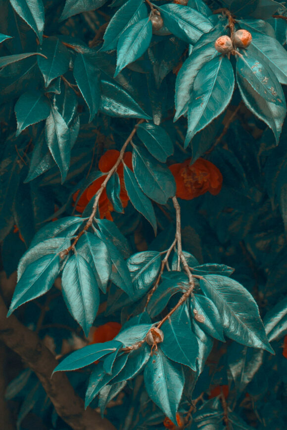 © Xuebing Du