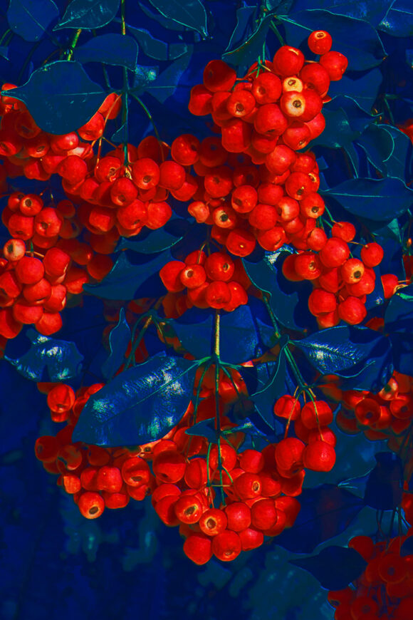 © Xuebing Du