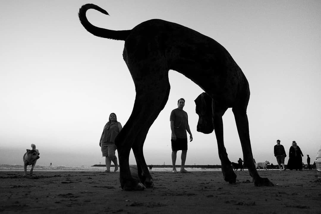 © Moises Levy Instagram
