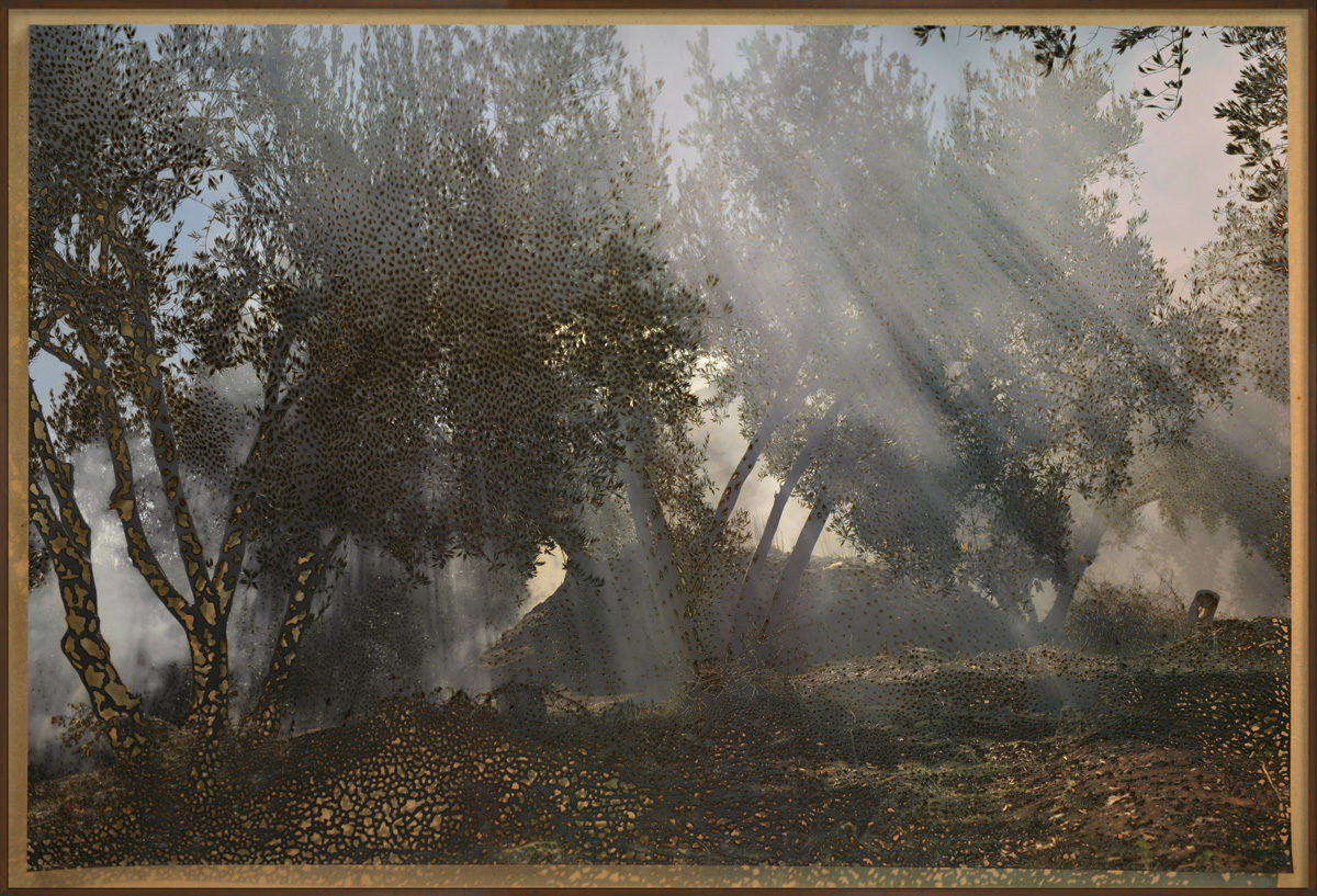 © Miguel Rothschild
