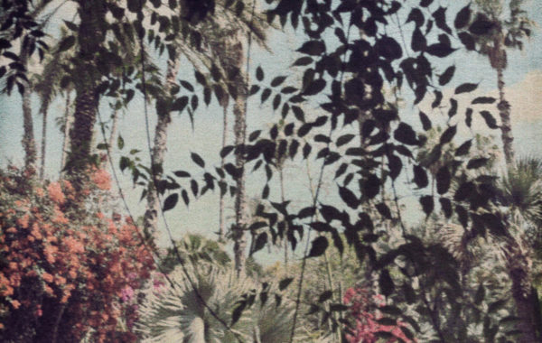 © FLORE