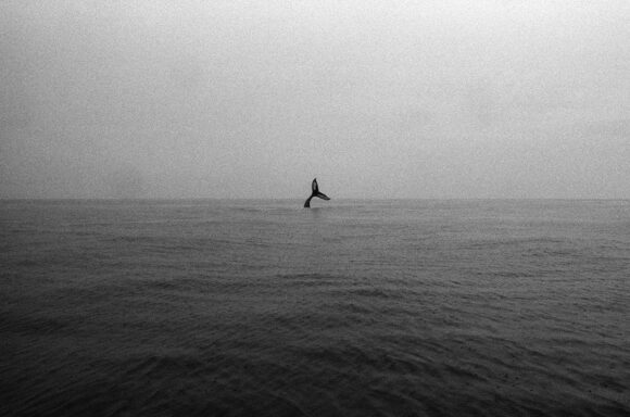 © Jonathan Levitt