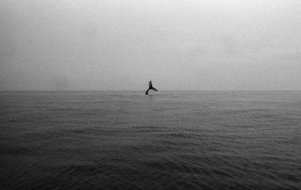 © Jonathan Levitt