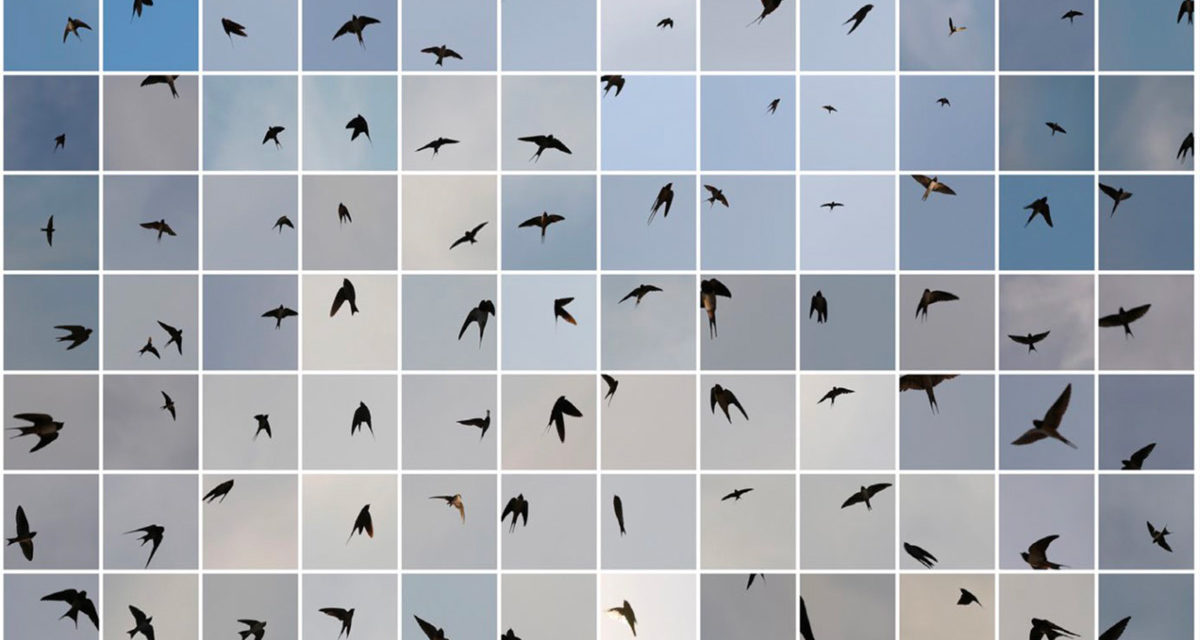 © Edouard Taufenbach